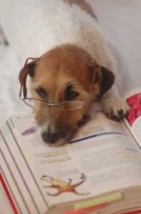 Studying dog