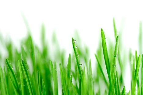 dew_on_grass by Agata Urbaniak dew_on_grass by Agata Urbaniak