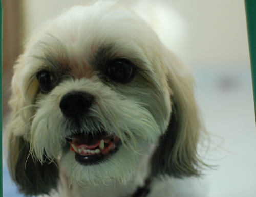 Sushi the Shih Tzu