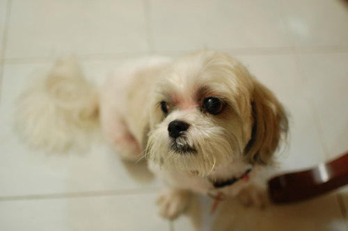 Sushi the Shih Tzu
